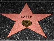 lassie_motion_pictures.jpg