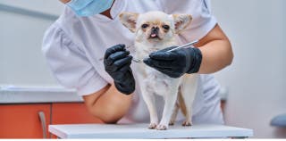 A chihuahua uses pet insurance to get examined by a vet