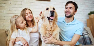 A family petting their golden retriever dog