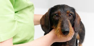 An older dachshund dog at the vet