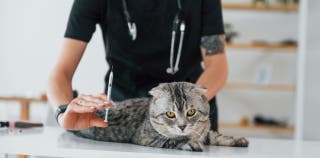 A veterinarian is preparing to give a cat a vaccination