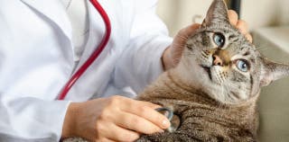 Cat being examined by a veterinarian with a stethoscope 