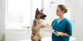 A german shepherd dog getting examined at the vet