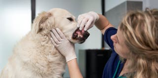 A vet examines a dog's teeth thanks to pet dental insurance