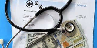 A stethoscope, $100 bills and veterinary paperwork