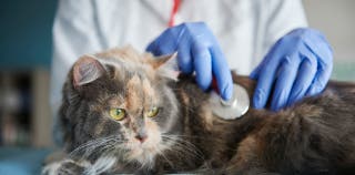 A veterinarian is using a stethoscope to listen to a cat's vitals