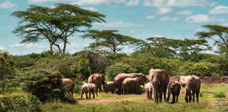 A herd of elephants in Tanzania.