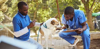 Two men medically examining a dog at the vet