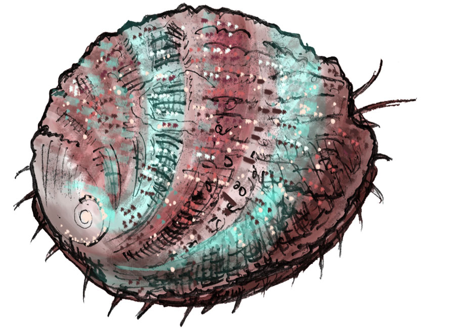 A good virus comes to the rescue of California's abalone