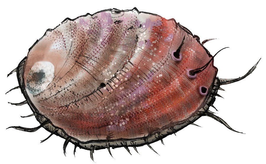 Red Abalone, Online Learning Center