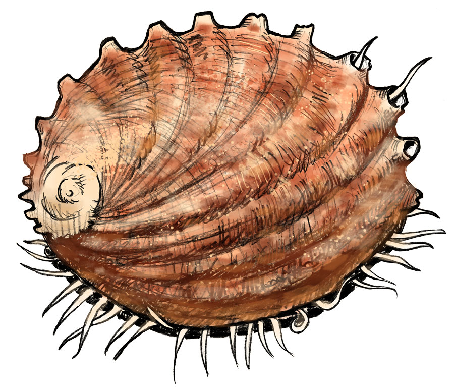 Abalone Shells & Scallop Shells Broken Pieces - Wandering Bull