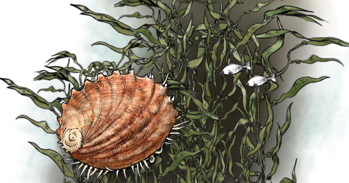 Illustration of an abalone among the seaweed