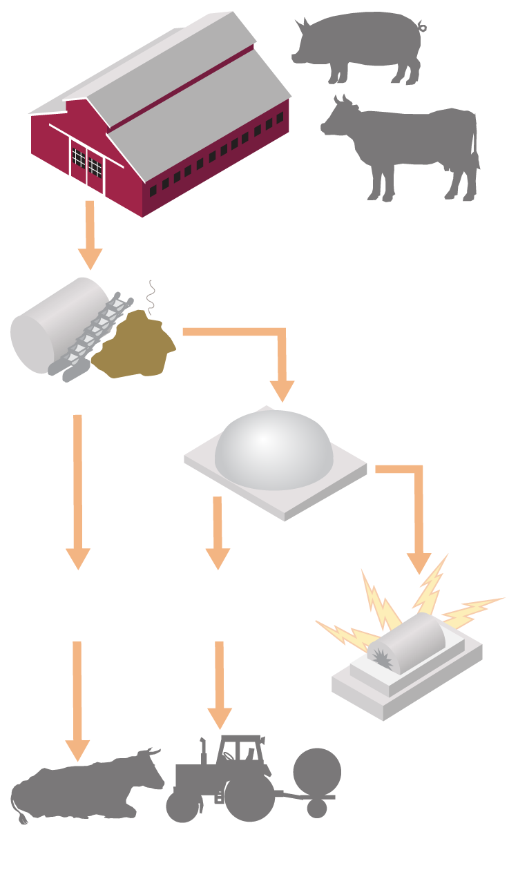 Diagram showing how a cattle manure digester works