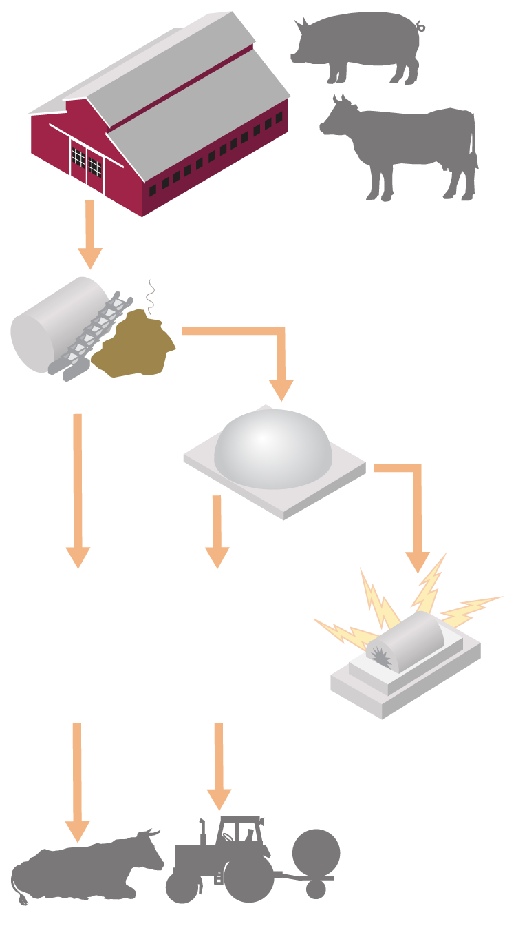 Diagram showing how a cattle manure digester works