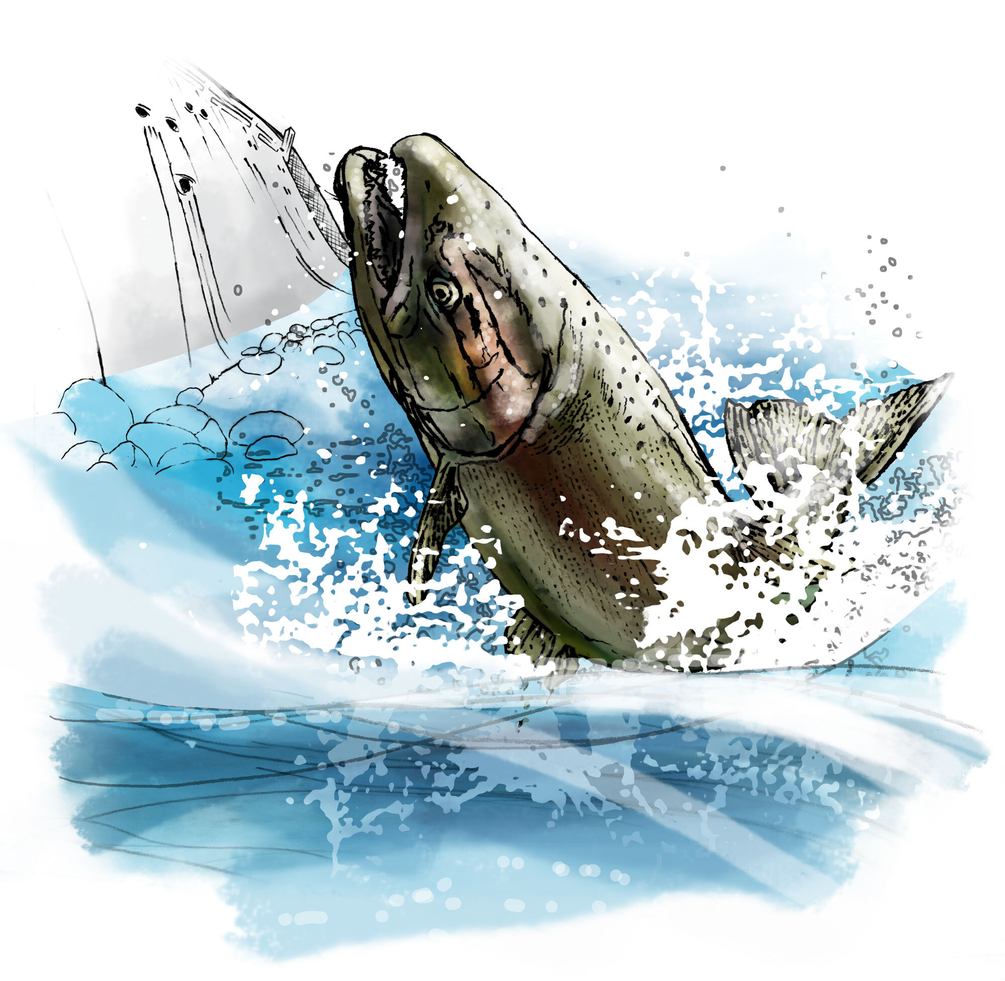 Illustration of a Chinook salmon breaching with a dam in the background