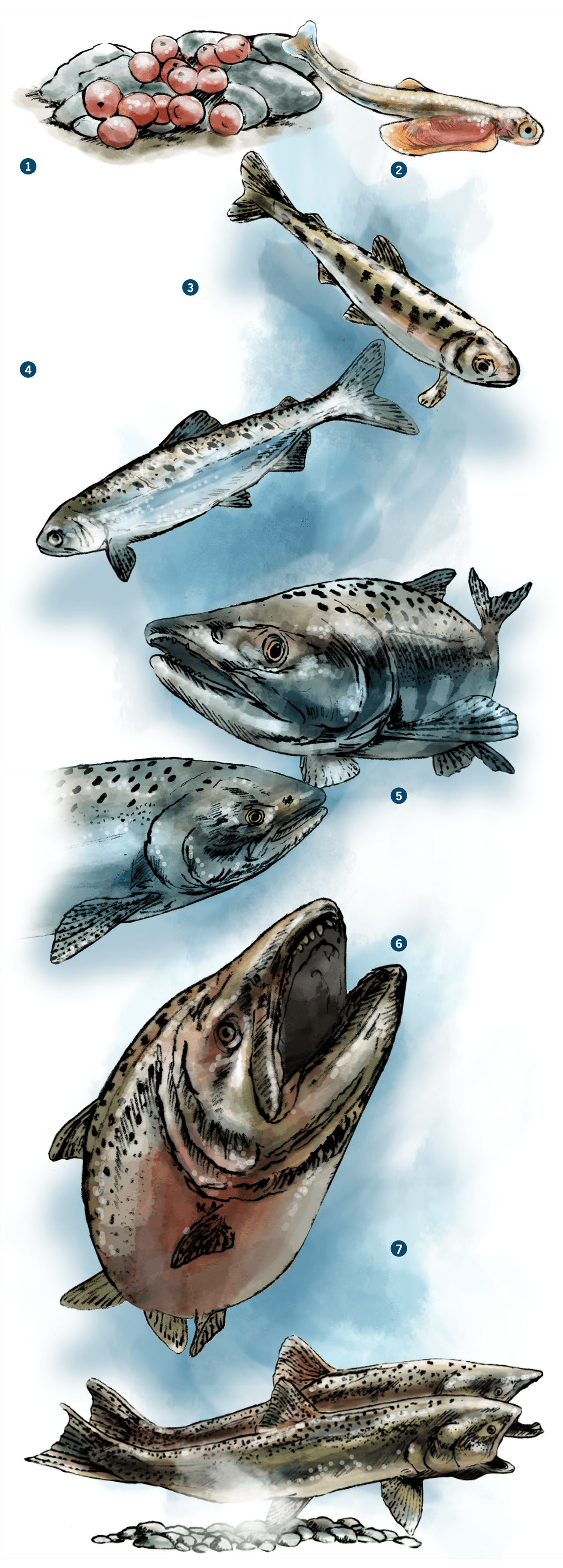 An illustration of salmon's life cycle