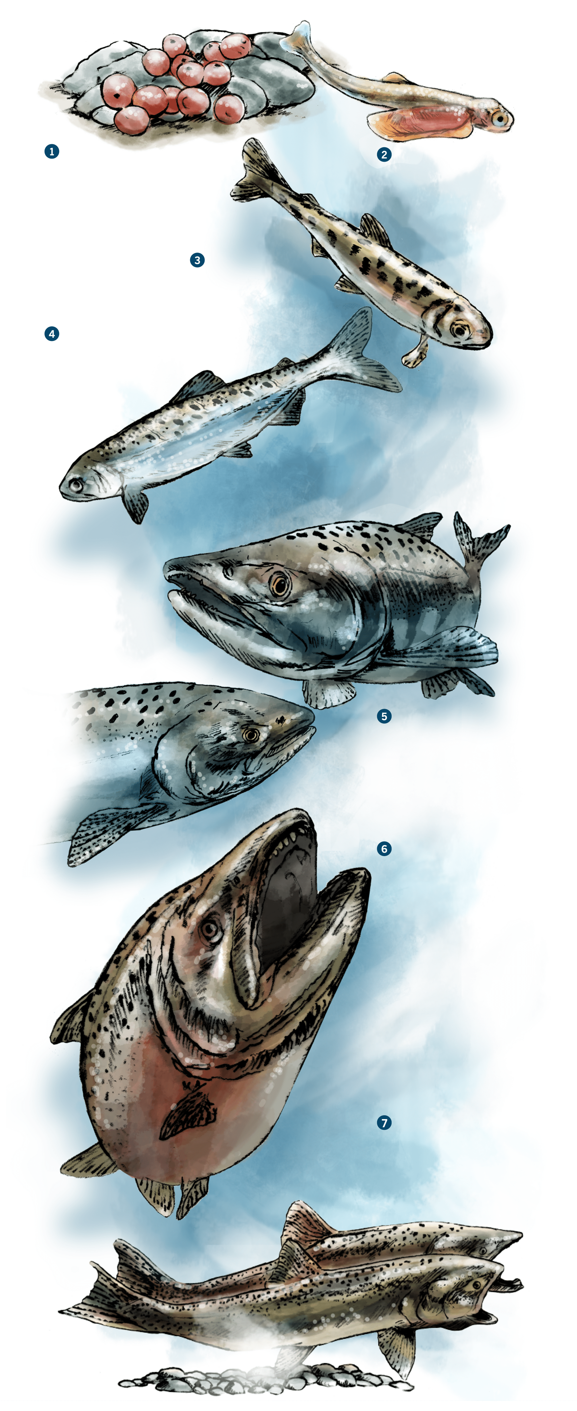 An illustration of salmon's life cycle