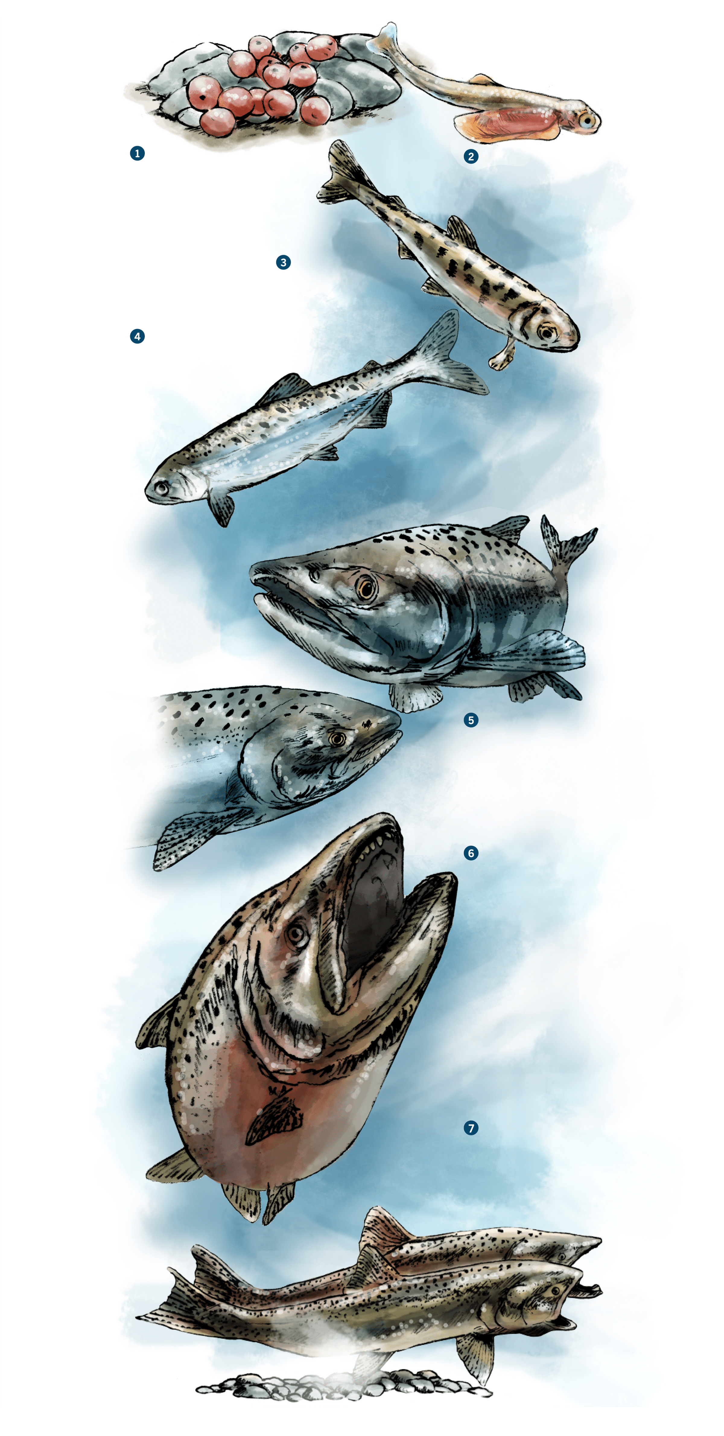 An illustration of salmon's life cycle