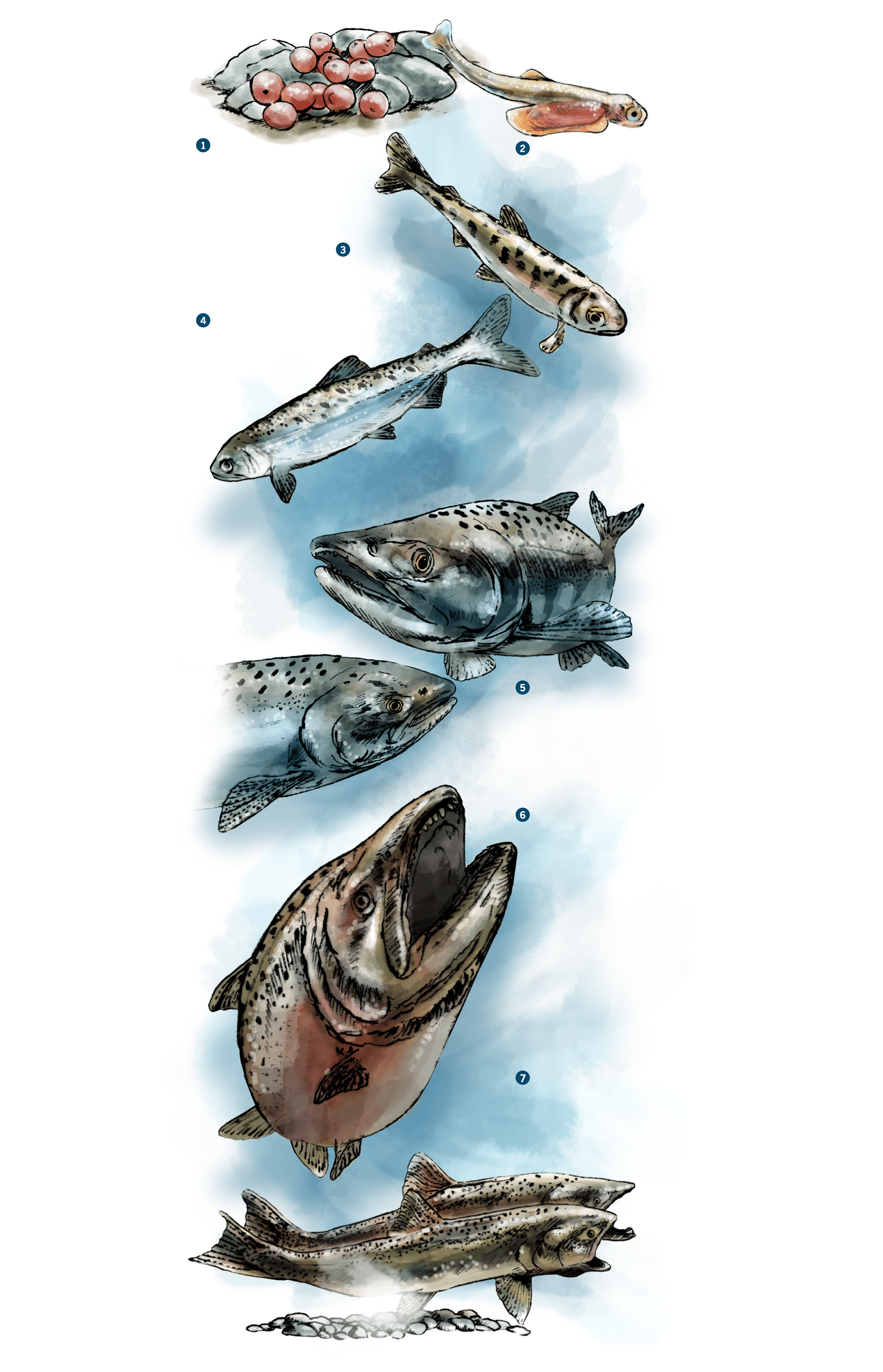 An illustration of salmon's life cycle