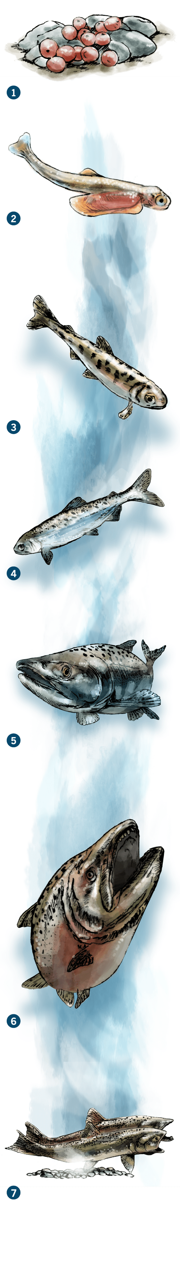 An illustration of salmon's life cycle