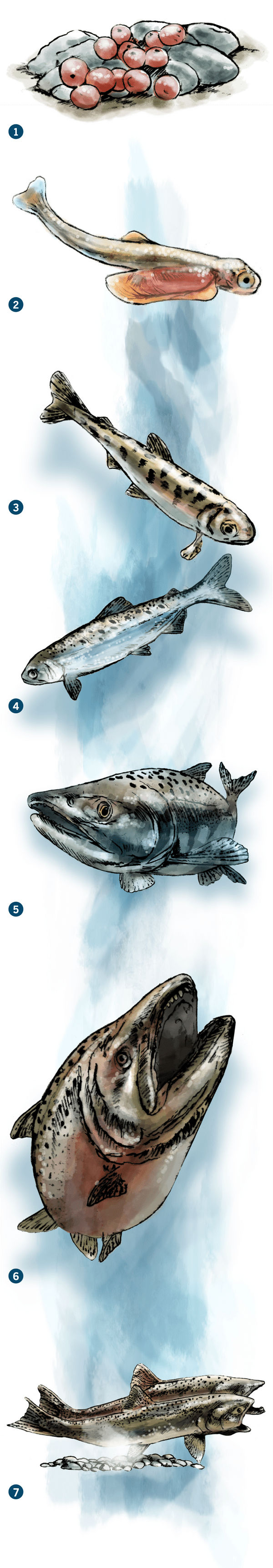 An illustration of salmon's life cycle