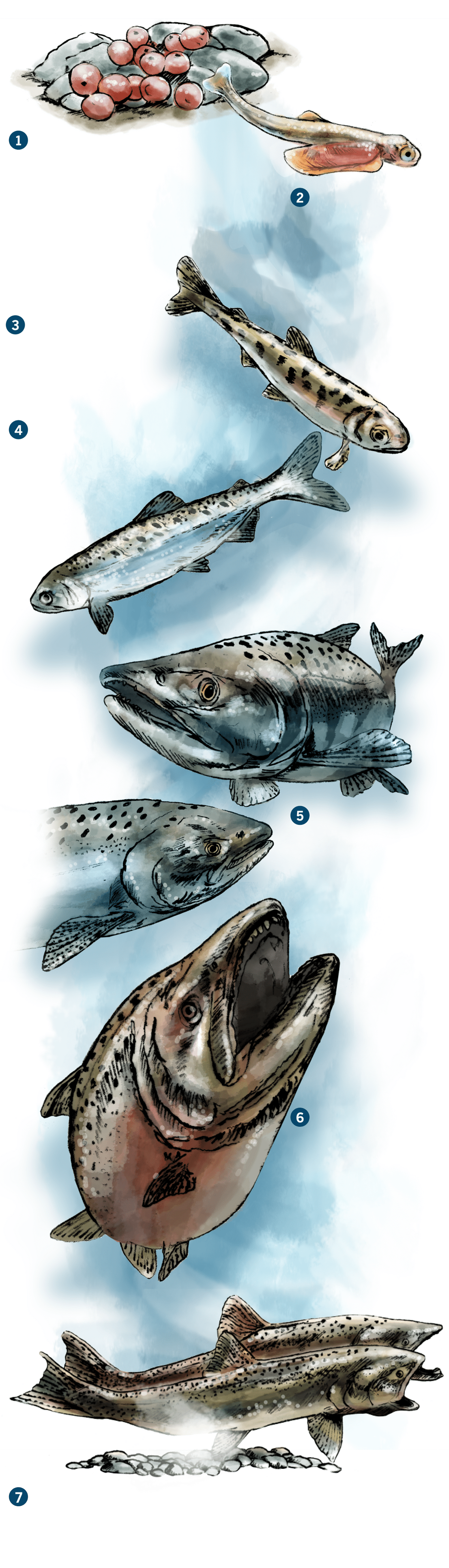 An illustration of salmon's life cycle