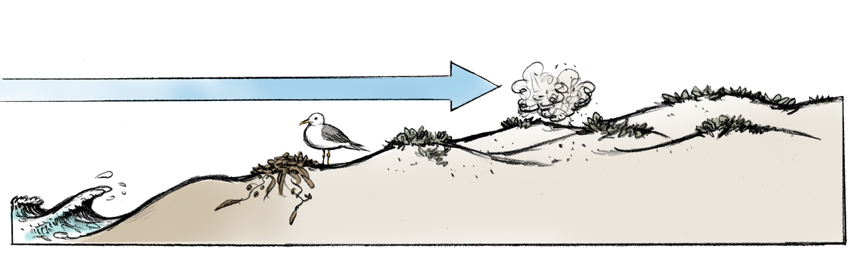 Winds from the ocean blow sand up the beach, where it accumulates into sand dunes.