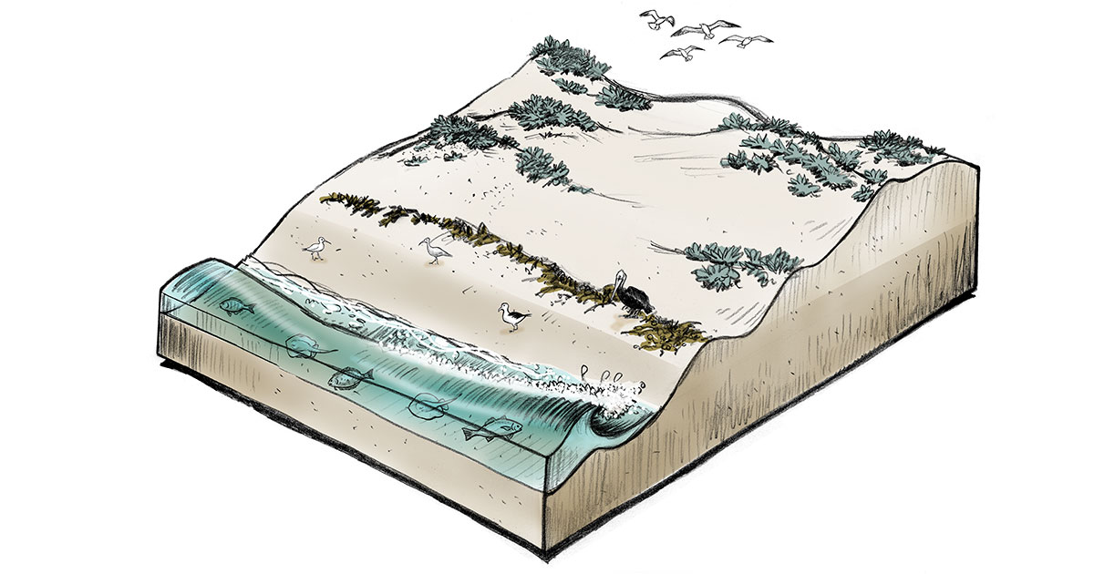 Illustration of two surfers walking on a sand dune