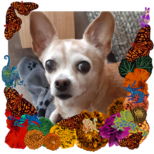 Photo of Bella in a frame with marigolds, flowers, alebrijes and monarch butterflies.