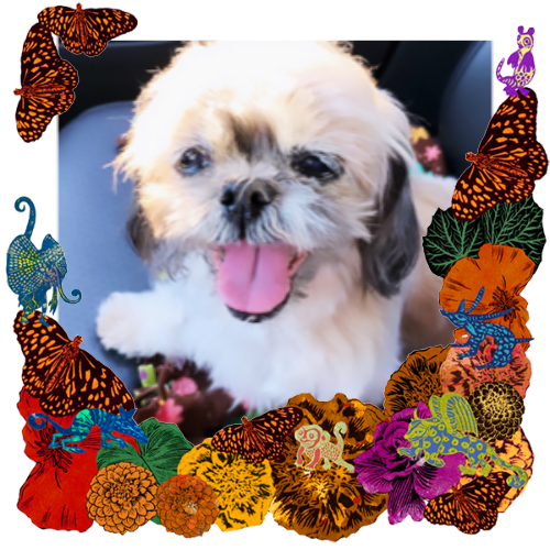 Photo of Chloe in a frame with marigolds, flowers, alebrijes and monarch butterflies.