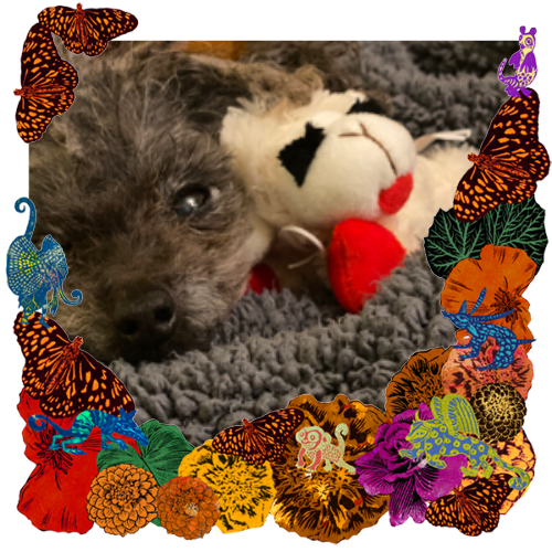 Photo of Curly in a frame with marigolds, flowers, alebrijes and monarch butterflies.
