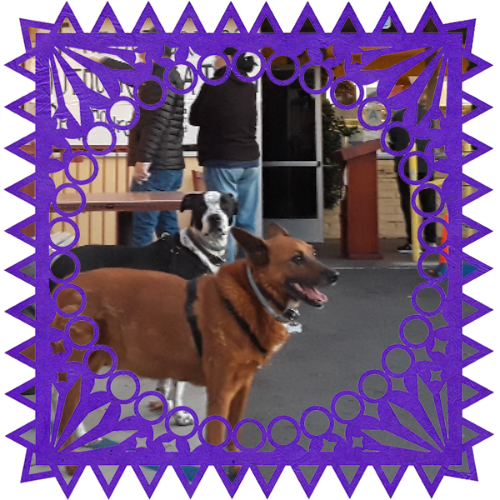 Photo of Domino and Scooter in a frame with papel picado.