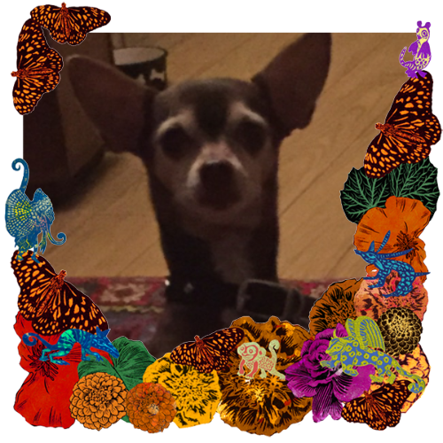 Photo of Elvis in a frame with marigolds, flowers, alebrijes and monarch butterflies.