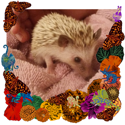 Photo of Finnick in a frame with marigolds, flowers, alebrijes and monarch butterflies.