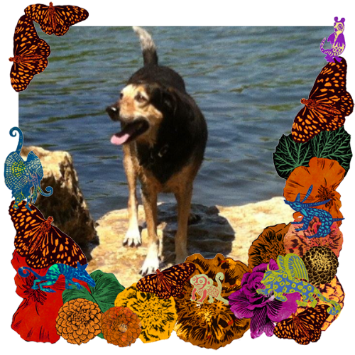 Photo of Gilbert T. Hounddog in a frame with marigolds, flowers, alebrijes and monarch butterflies.