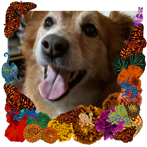 Photo of Huxley in a frame with marigolds, flowers, alebrijes and monarch butterflies.
