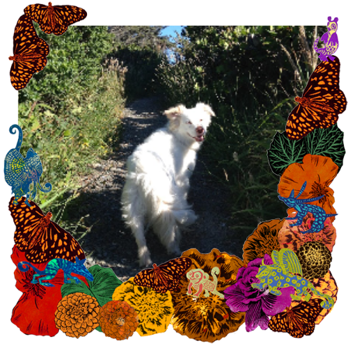 Photo of Kai in a frame with marigolds, flowers, alebrijes and monarch butterflies.