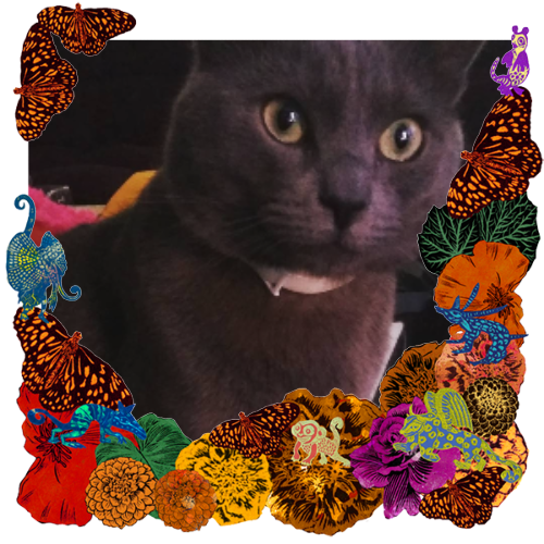 Photo of Katto in a frame with marigolds, flowers, alebrijes and monarch butterflies.