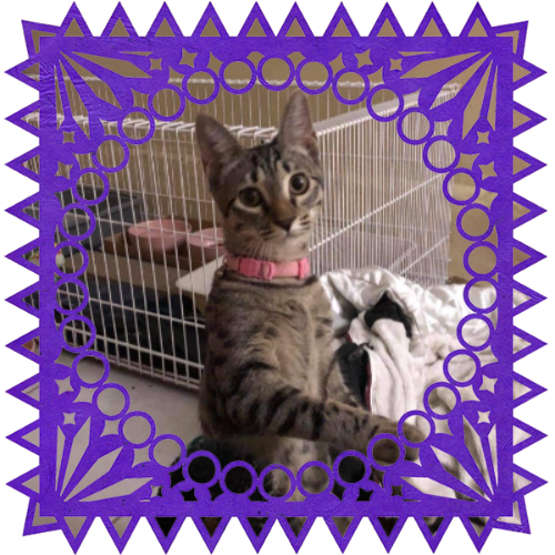 Photo of Lily in a frame with papel picado.