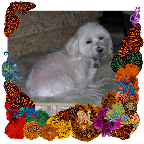 Photo of Lucy Marie in a frame with marigolds, flowers, alebrijes and monarch butterflies.