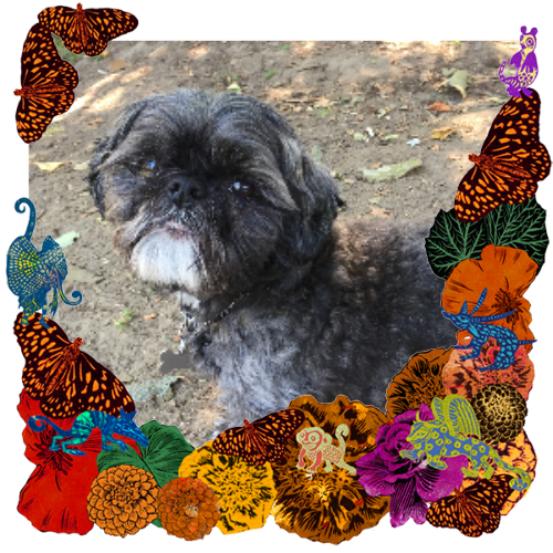 Photo of Mojo in a frame with marigolds, flowers, alebrijes and monarch butterflies.