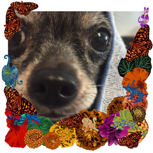 Photo of Mojo in a frame with marigolds, flowers, alebrijes and monarch butterflies.