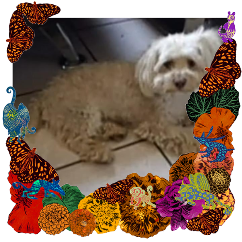 Photo of My furry friend in a frame with marigolds, flowers, alebrijes and monarch butterflies.
