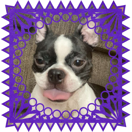 Photo of Oreo in a frame with papel picado.