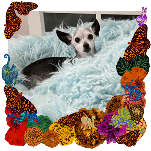 Photo of Quorra Maya Winder in a frame with marigolds, flowers, alebrijes and monarch butterflies.