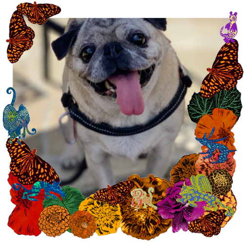 Photo of Rico, "Silly Willy" in a frame with marigolds, flowers, alebrijes and monarch butterflies.