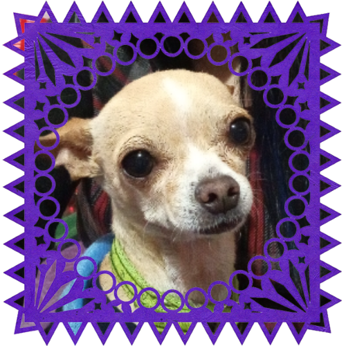 Photo of Ringo (Chikis) in a frame with papel picado.