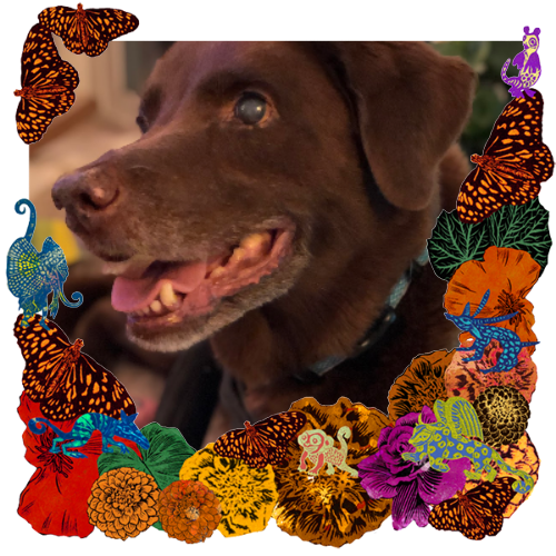 Photo of Ripley Powers-Murray in a frame with marigolds, flowers, alebrijes and monarch butterflies.