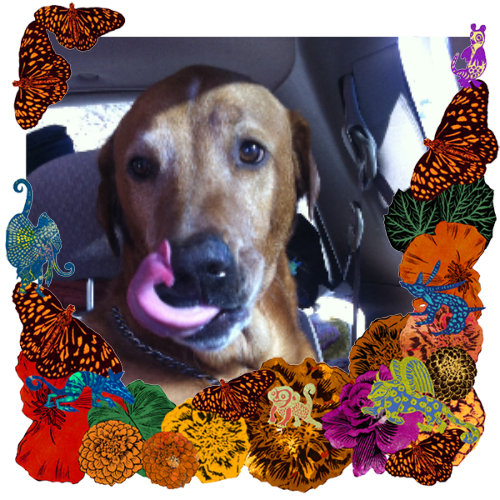 Photo of Romeo in a frame with marigolds, flowers, alebrijes and monarch butterflies.