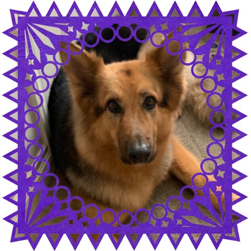 Photo of Ryder in a frame with papel picado.